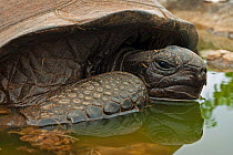 Aldabra Giant tortoise (Aldabrachelys gigantea) resting in a pool to keep cool, Grand Terre, Natural World Heritage Site, Aldabra