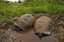 Aldabra Giant Tortoises (Aldabrachelys gigantea) two resting in a pool to keep cool, Grand Terre, Natural World Heritage Site, Aldabra