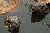 Aldabra Giant Tortoises (Aldabrachelys gigantea) resting in a pool to keep cool, Grand Terre, Natural World Heritage Site, Aldabra