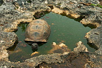 Aldabra Giant Tortoise (Aldabrachelys gigantea) resting in a pool to keep cool, Grand Terre, Natural World Heritage Site, Aldabra