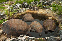 Aldabra Giant Tortoises (Aldabrachelys gigantea) resting in a pool to keep cool, Grand Terre, Natural World Heritage Site, Aldabra