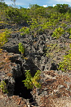 Eroded coral landscape on Picard island, Natural World Heritage Site, Aldabra 2005