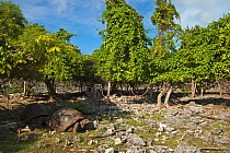 Aldabra Giant Tortoises (Aldabrachelys gigantea) in eroded coral landscape, Picard island, Natural World Heritage Site, Aldabra 2005