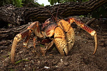 Coconut crab (Birgus latro) Grand Terre, Natural World Heritage Site, Aldabra