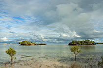 Aldabra lagoon with coral 'mushrooms' and mangrove trees at low tide, Natural World Heritage Site, Aldabra 2006