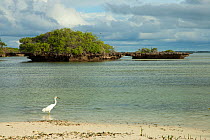 Dimorphic Egret (Egretta dimorpha) on edge of Aldabra lagoon with coral 'mushrooms', Natural World Heritage Site, Aldabra 2006
