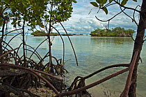 Aldabra lagoon with coral 'mushrooms' and mangrove trees, Natural World Heritage Site, Aldabra 2006