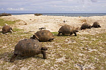 Aldabra Giant Tortoises (Aldabrachelys gigantea) group of six in sand dunes near lagoon, Grand Terre, Natural World Heritage Site, Aldabra
