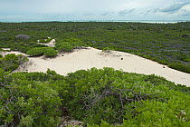 Aldabra Giant Tortoises (Aldabrachelys gigantea) aerial view of the dunes on the south coast of Grand Terre, lagoon in distance, Natural World Heritage Site, Aldabra