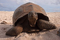 Aldabra Giant Tortoise (Aldabrachelys gigantea) portrait on beach, Grand Terre, Natural World Heritage Site, Aldabra