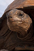 Aldabra Giant Tortoise (Aldabrachelys gigantea) head portrait, Grand Terre, Natural World Heritage Site, Aldabra