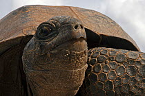 Aldabra Giant Tortoise (Aldabrachelys gigantea) head portrait, Grand Terre, Natural World Heritage Site, Aldabra