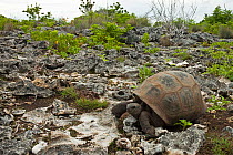 Aldabra Giant Tortoise (Aldabrachelys gigantea) in rocky terrain, Grand Terre, Natural World Heritage Site, Aldabra