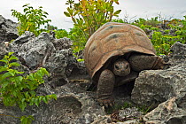 Aldabra Giant Tortoise (Aldabrachelys gigantea) in very rocky terrain, Grand Terre, Natural World Heritage Site, Aldabra