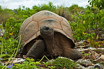 Aldabra Giant Tortoise (Aldabrachelys gigantea) on Grand Terre, Natural World Heritage Site, Aldabra