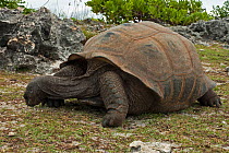 Aldabra Giant Tortoise (Aldabrachelys gigantea) grazing on grass, Grand Terre, Natural World Heritage Site, Aldabra