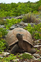 Aldabra Giant Tortoise (Aldabrachelys gigantea) in rocky habitat with head raised, Grand Terre, Natural World Heritage Site, Aldabra