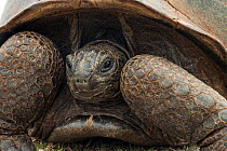 Aldabra Giant Tortoise (Aldabrachelys gigantea) close up of retracted head, Grand Terre, Natural World Heritage Site, Aldabra