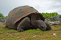 Aldabra Giant Tortoise (Aldabrachelys gigantea) grazing on grass on Grand Terre, Natural World Heritage Site, Aldabra