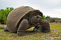 Aldabra Giant Tortoise (Aldabrachelys gigantea) portrait on Grand Terre, Natural World Heritage Site, Aldabra