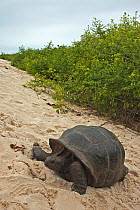 Aldabra Giant Tortoise (Aldabrachelys gigantea) in the dunes on the south coast of Grand Terre, Natural World Heritage Site, Aldabra