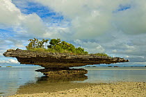 Coral 'mushroom' above low tide in the lagoon, Natural World Heritage Site, Aldabra, Indian Ocean