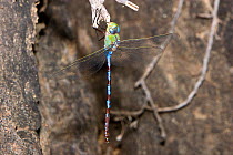 Giant darner dragonfly (Anax walsinghami) male resting on rock, Big Bend State Natural  Area, Texas, USA, September