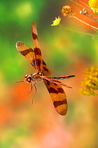 Halloween pennant (Celithemis eponina) male in flight, Texas, USA, August.