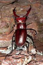 Elephant stag beetle (Lucanus elephus) male on wood,  Ouachita National Forest, Arkansas, USA, May.