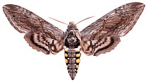 Five-spotted hawk moth (Manduca quinquemaculata) Boone Woods Park, Kentucky, USA, May.