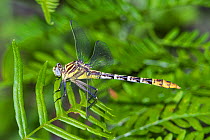 Flag-tailed spinyleg dragonfly (Dromogomphus spoliatus) female, Texas, USA, June.