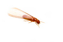 Formosan subterranean termite (Coptotermes formosanus) Texas, USA, June.