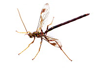 Ichneumon wasp (Megarhyssa macrurus) male, Texas, USA, March.