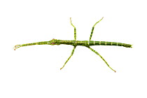Giant walking stick (Megaphasma dentricus) nymph, captive laboratory animal.