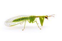 Green Mantisfly (Zeugomantispa minuta)  Texas, USA, December.