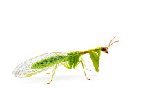Green Mantisfly (Zeugomantispa minuta) Texas, USA, December.