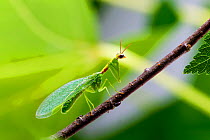 Green mantisfly (Zeugomantispa minuta) on twig, Texas, USA May