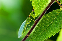Green mantisfly (Zeugomantispa minuta) on twig, Texas, USA May