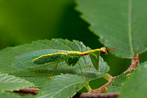 Green Mantisfly (Zeugomantispa minuta) Texas, USA, May.