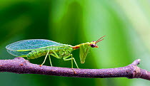 Green Mantisfly (Zeugomantispa minuta) Texas, USA, May.