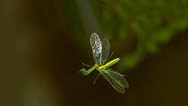 Green Mantisfly (Zeugomantispa minuta) in flight, Texas, USA, June.