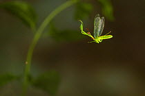 Green Mantisfly (Zeugomantispa minuta) in flight, Texas, USA, June.