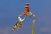 Halloween pennant dragonfly (Celithemis eponina) pair mating, Texas, USA, August.