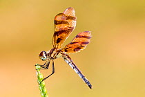 Halloween pennant dragonfly (Celithemis eponina) female, Texas, USA, August.