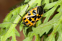 Harlequin bug (Murgantia histrionica) Texas, USA, May.