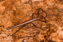 Southern two-striped walkingstick (Anisomorpha buprestoides) male, orange color form, Texas, USA, October.