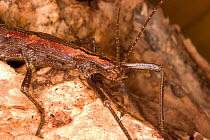 Southern two-striped walkingstick (Anisomorpha buprestoides) female, orange color form, Texas, USA, October.