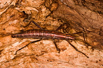 Southern two-striped walkingstick (Anisomorpha buprestoides) female, orange color form, Texas, USA, October.
