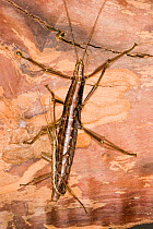 Southern two-striped walkingstick (Anisomorpha buprestoides)  orange color form, pair mating, Texas, USA, July.