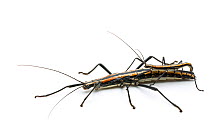 Southern two-striped walkingstick (Anisomorpha buprestoides)  orange color form, pair mating, Florida, USA, July.
